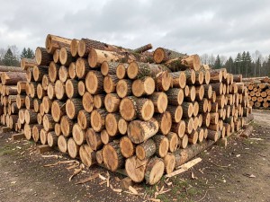 Photo of cut wood log lot, photo