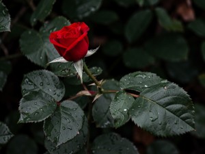 Single red rose stem with thorns and dew drops on dark green leaves
