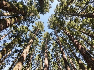 Low-angle photography of tall trees during daytime, photo