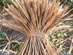 Dried wheat stalks bound in a sheaf, photo
