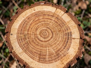Cross-section of a tree stump showing annual rings and bark texture detail, photo