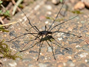 Black water strider, photo