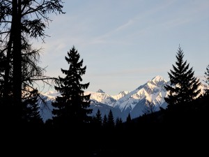 Silhouette of trees and snowy mountains, photo