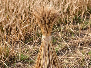 Dried wheat sheaf standing upright in field, stalks bound tightly with twine, photo