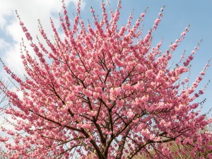 Pink blossom tree, photo