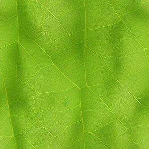 Leaves texture, trending on artstation, base color, albedo, detailed, 4k