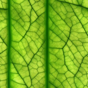 Leaves texture, trending on artstation, base color, albedo, detailed, 4k
