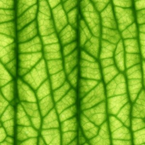 Leaves texture, trending on artstation, base color, albedo, detailed, 4k