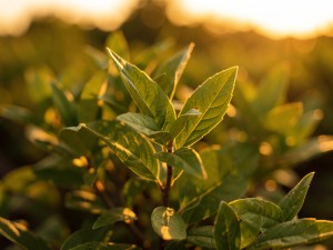 Selective focus photography of green-leafed plant under golden hour, photo