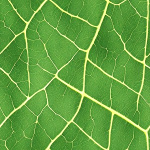Leaves texture, trending on artstation, base color, albedo, detailed, 4k