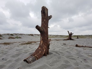 Brown tree log standing on gray sand under cloudy sky, photo