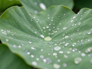 Macro shot of hydrophobic lotus leaves with water droplets, photo