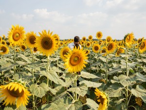 Person inside yellow sunflowers in bloom plantation, photo