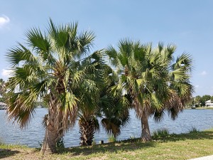 Green palm trees near body of water during daytime, photo