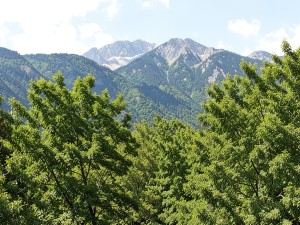 Green trees in front of mountain, photo