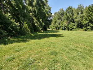 Green grass field near trees at daytime, photo