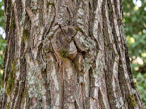Tree trunk, photo